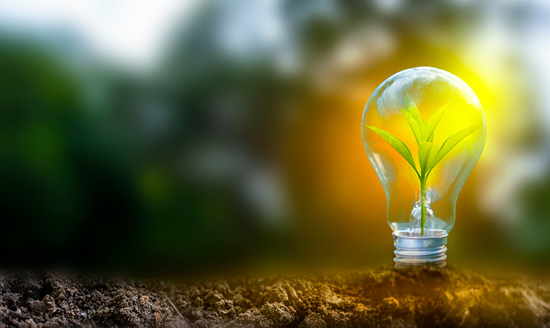 Flower in lightbulb